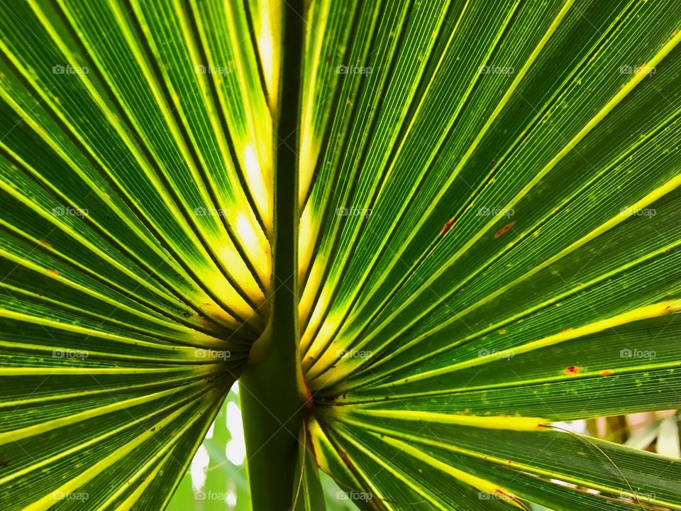 Palm frond backlit by sunshine.