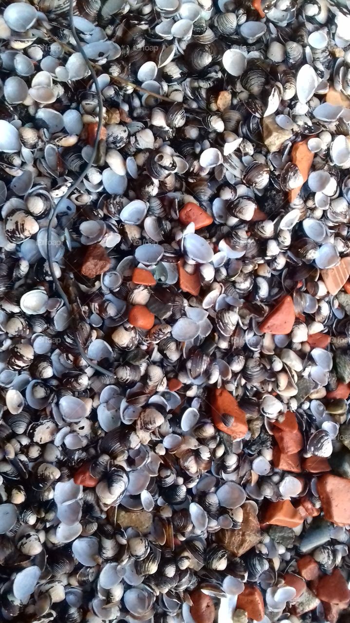 Just so many shells that offer a captivating and relaxing background. Lot of colour, with dark shades, appear in this picture