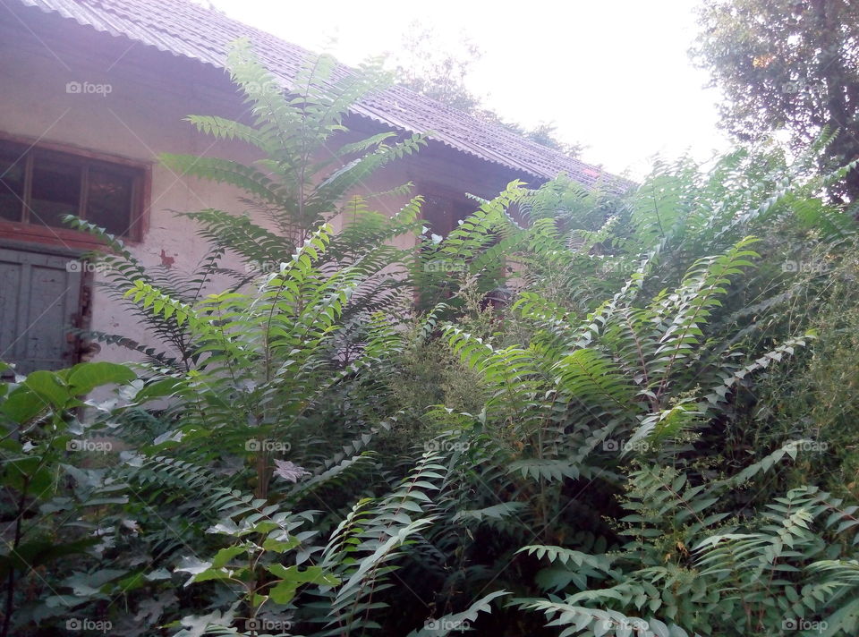 заросли руины старый дом