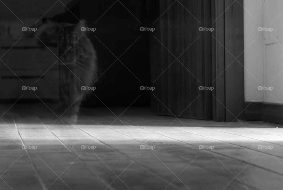 Cat shadow in a light beam in the night ,blur effect