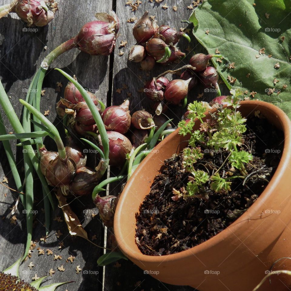 Parsley sprouts and small onions…