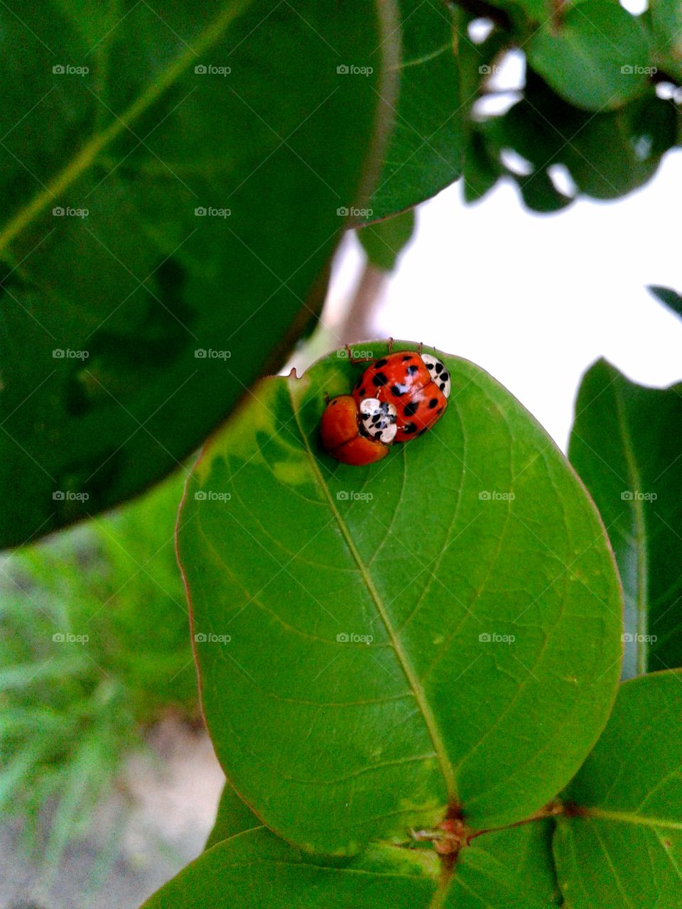 Ladybug