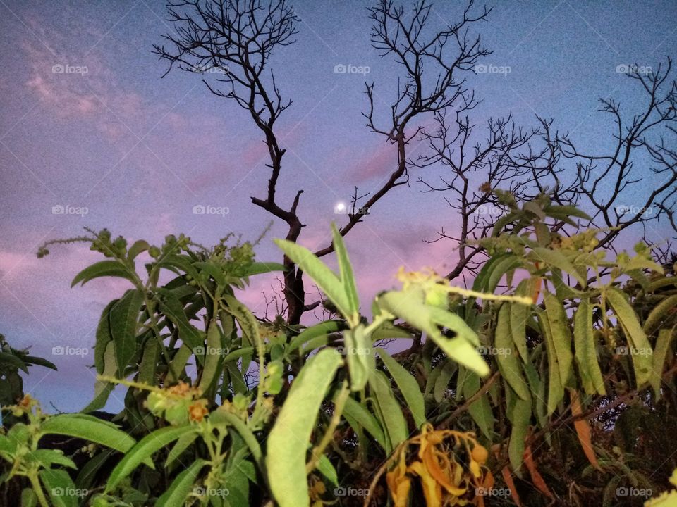 lua silhueta árvores céu calor vegetação
