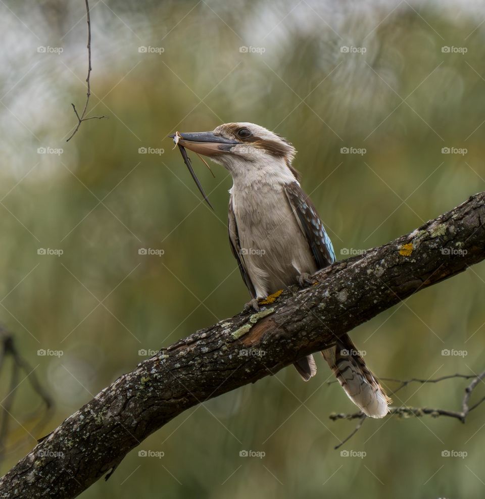 Slink with Kookaburra