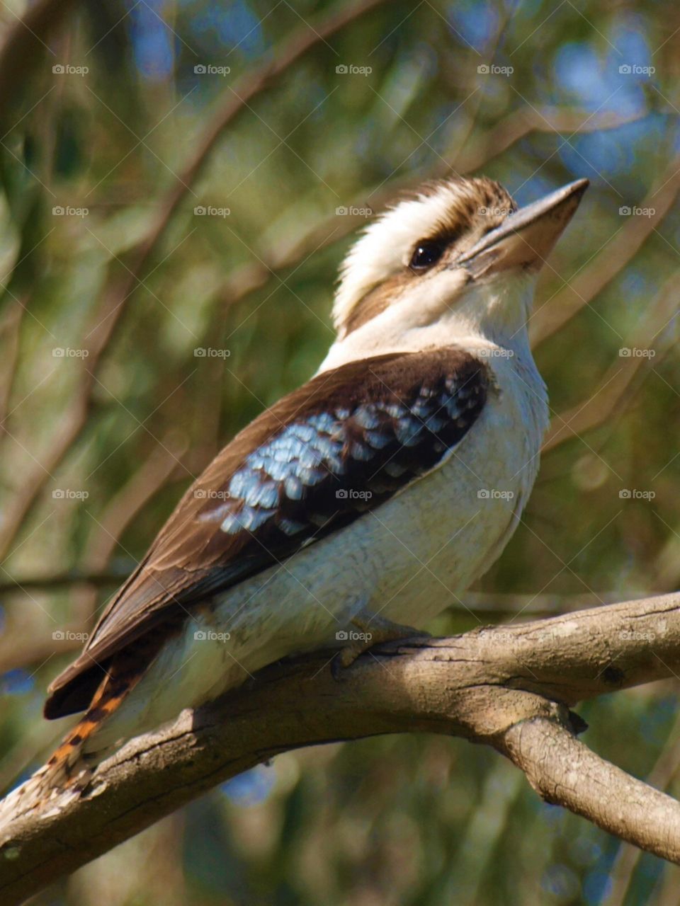 Australian wildlife Kookaburra