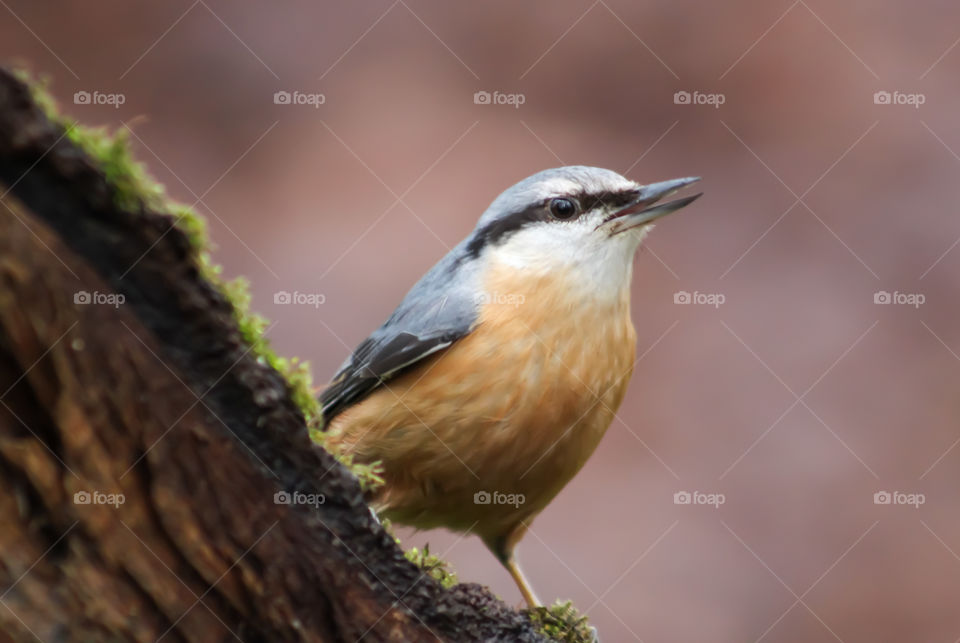 Nuthatch