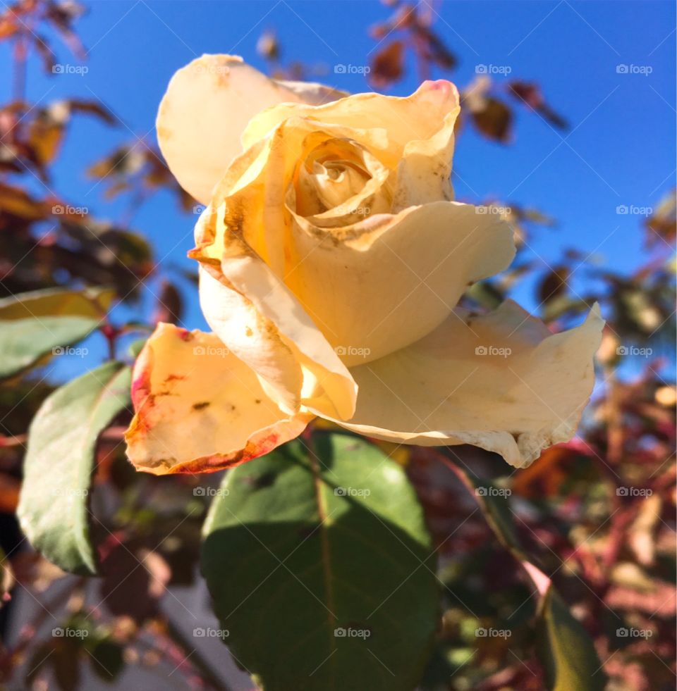 🌹 🇺🇸 Very beautiful flowers to brighten our day.  Live nature and its beauty. Did you like the delicate petals? / 🇧🇷 Flores muito bonitas para alegrar nosso dia. Viva a natureza e sua beleza. Gostaram das pétalas delicadas? 