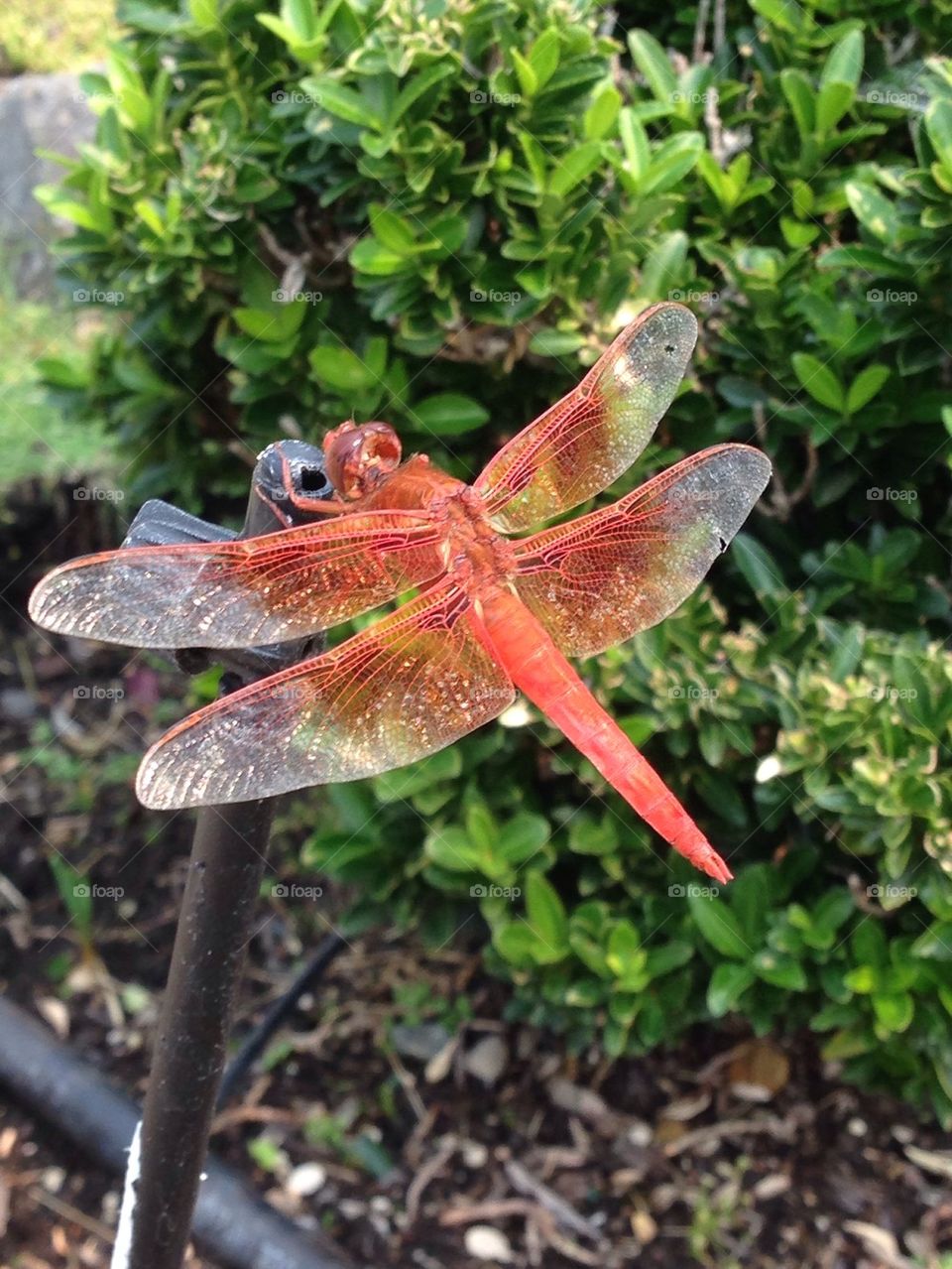 Dragonfly