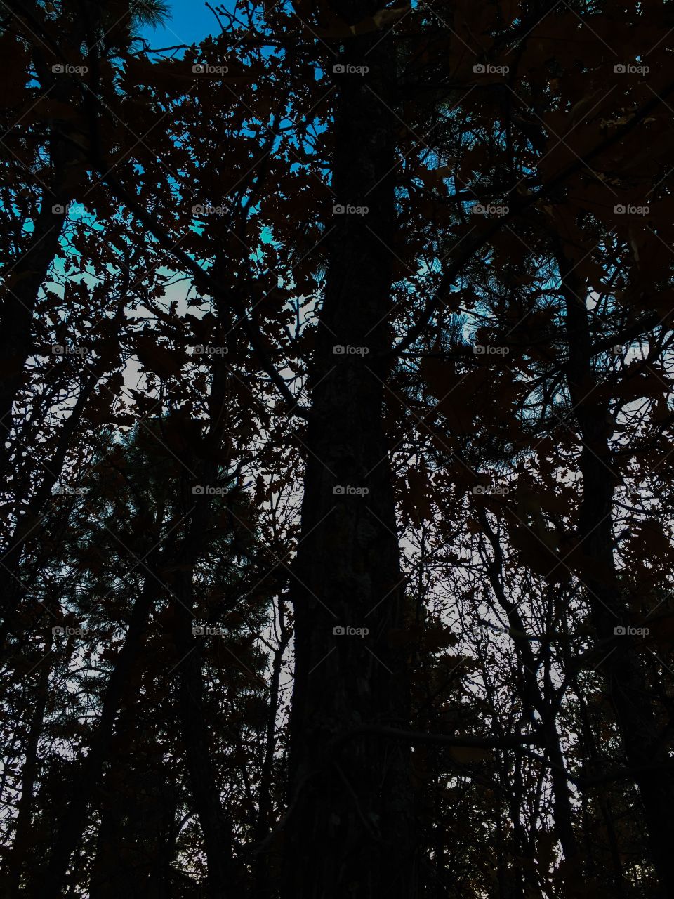 Trees at dusk