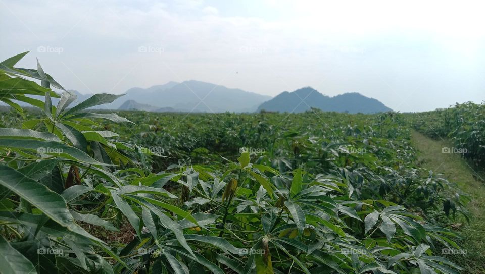 A view of cassava fields, mountains in the background