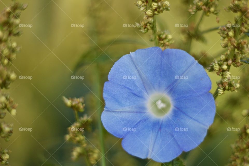 A beautiful Morning Glory blossom against the fading colors of summer