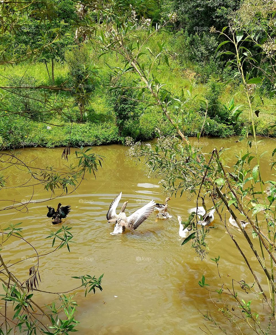 Gansos brancos e agitados disputam o lago com patos negros.