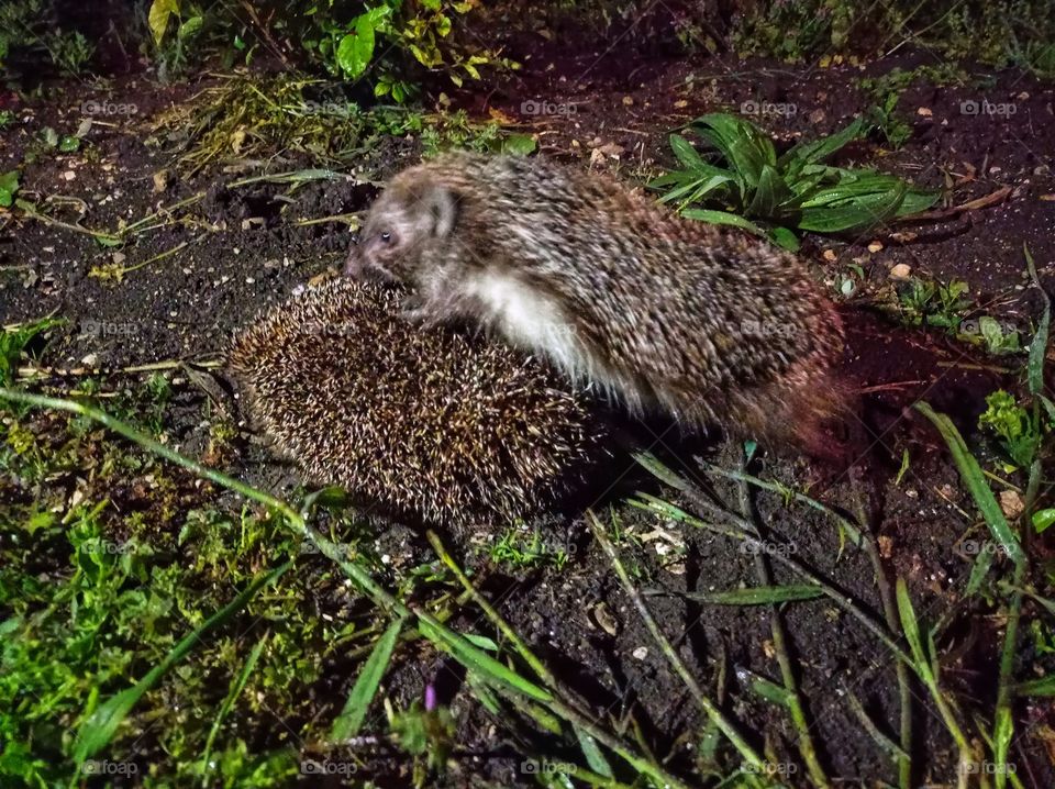 A pair of hedgehogs, a female and a male. they are nocturnal.