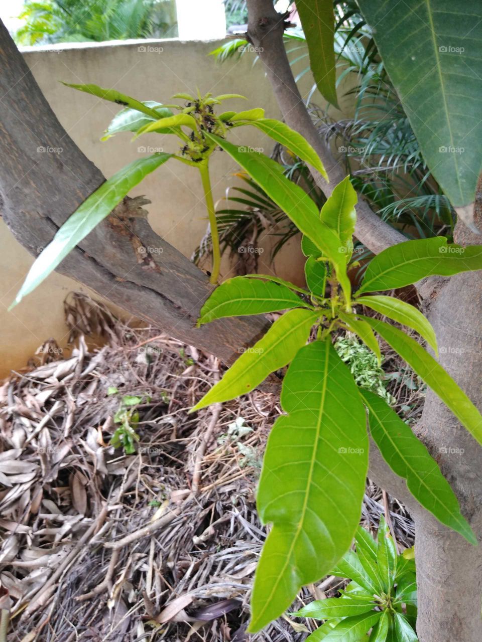 black ants on the sprouting of the mango tree