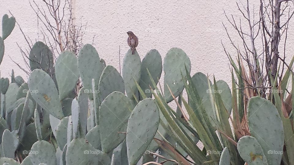 bird on cactus