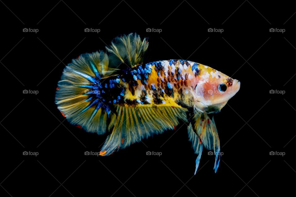 Beautiful Betta fish