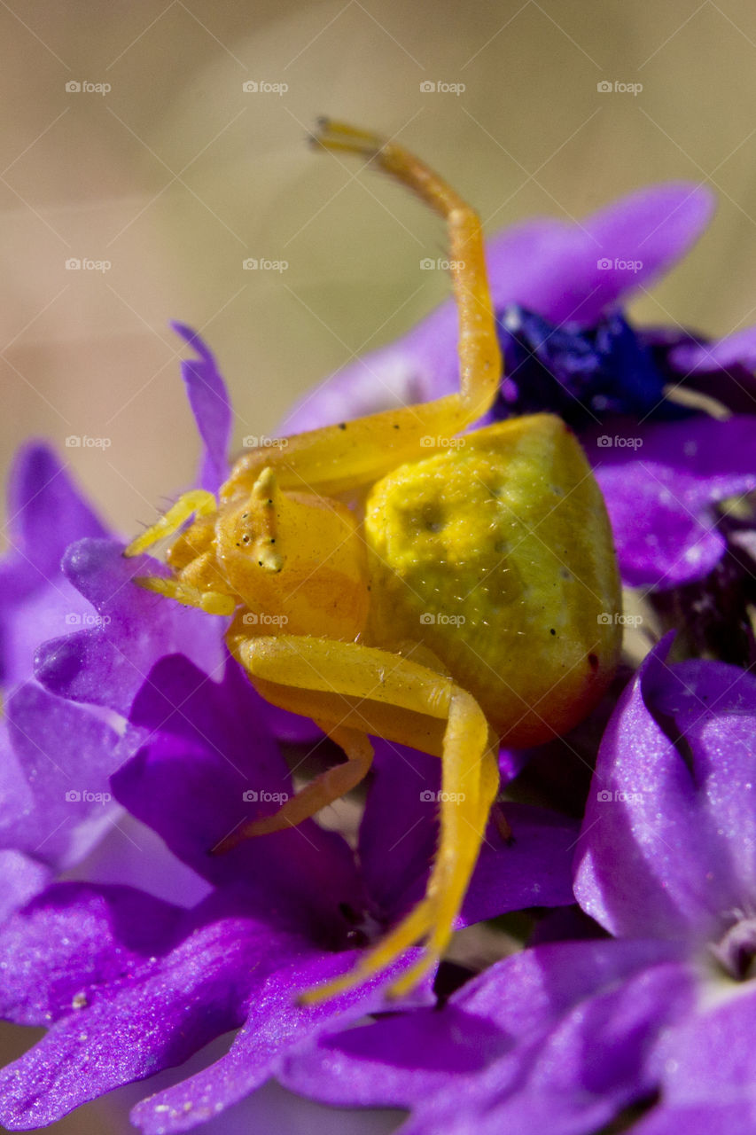 yellow crab spider on a purple flower