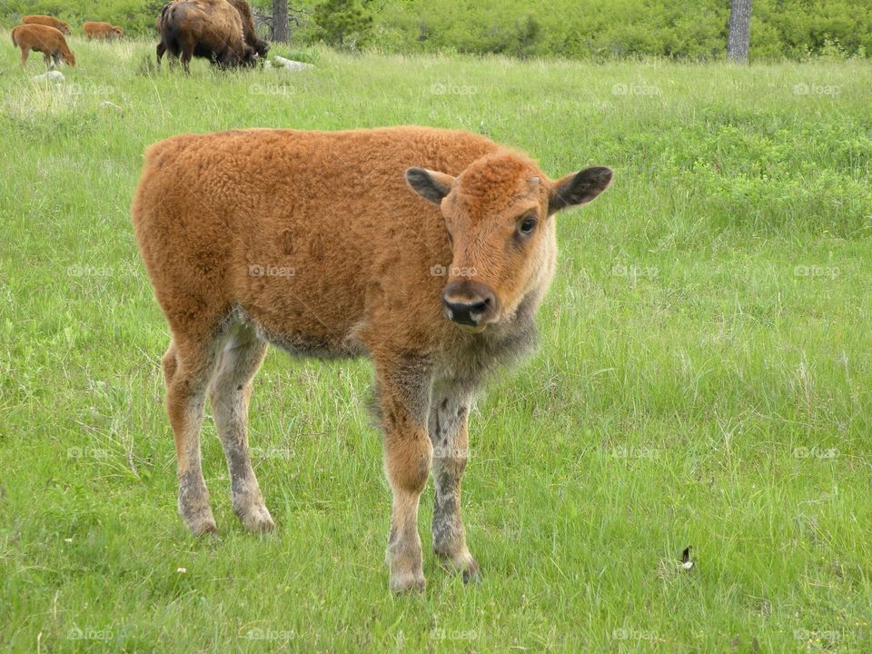 Baby Buffalo. South Dakota baby buffalo