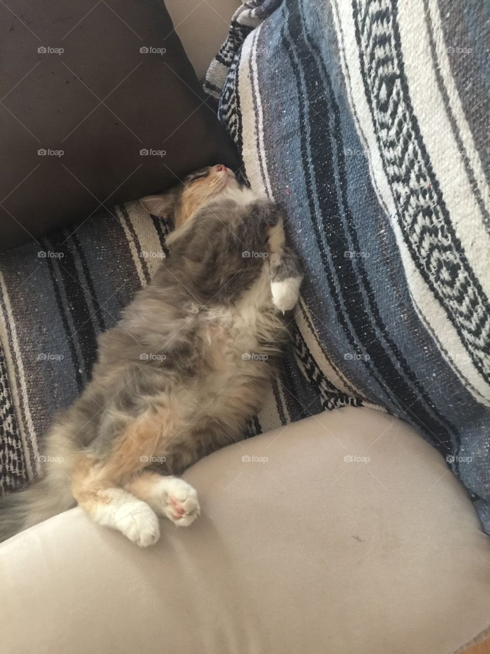 How cats sleep 