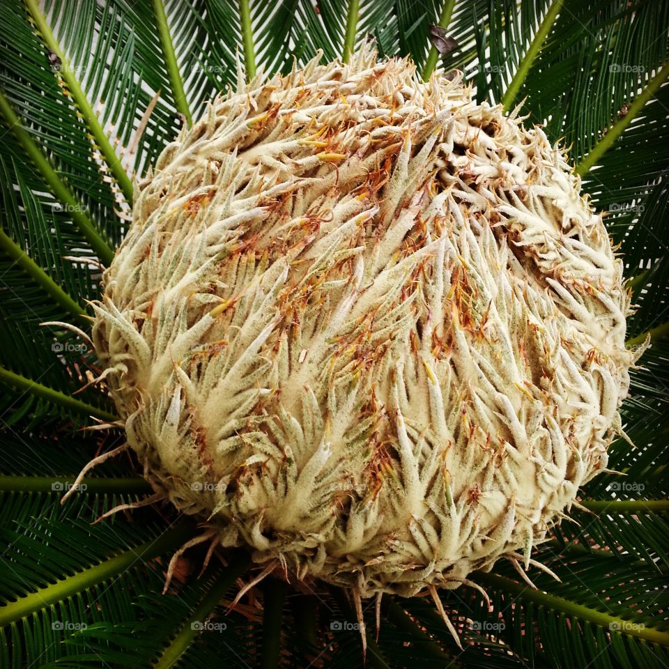 Sago palm bud. the middle of a Sago Palm