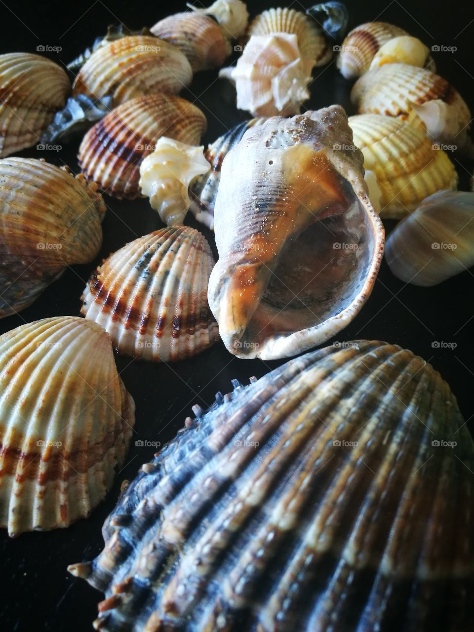 Close-up of seashells