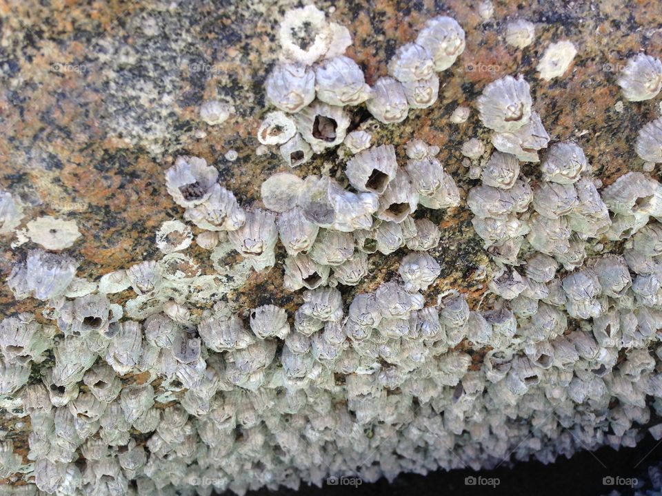 Barnacles 
