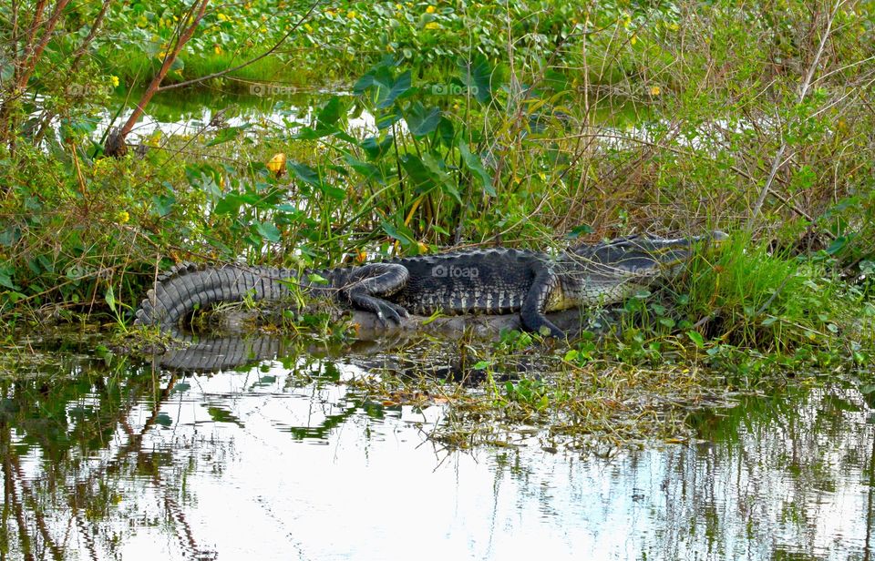 Gator on a log