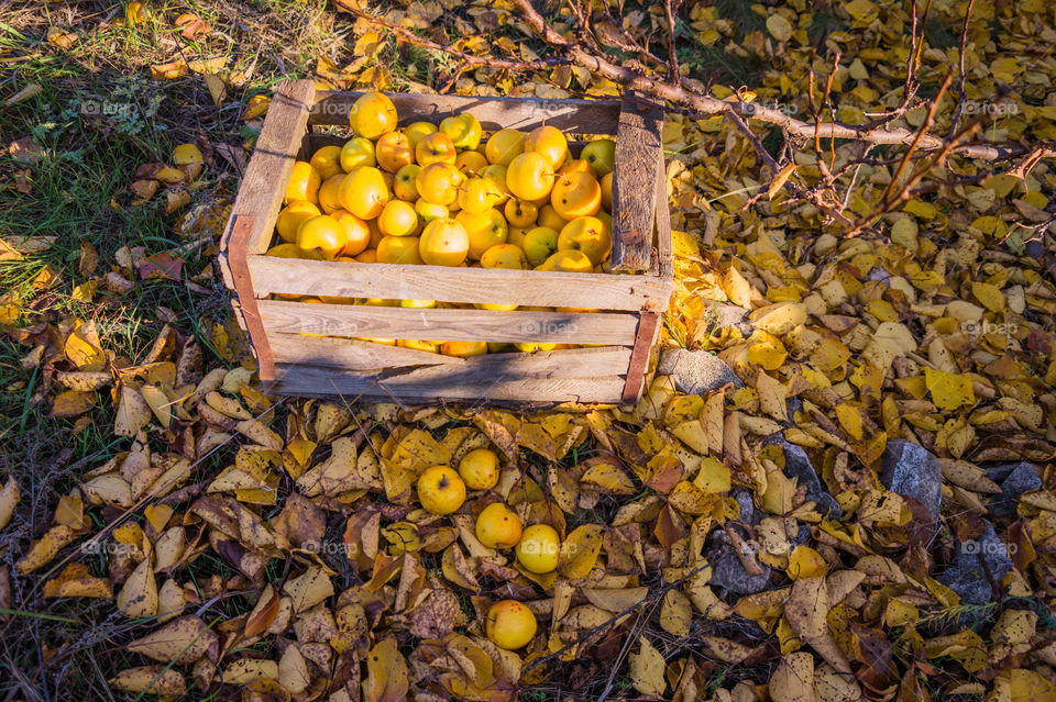 Harvest ripe juicy and tasty apples. Harvested juicy apples from fertile trees.