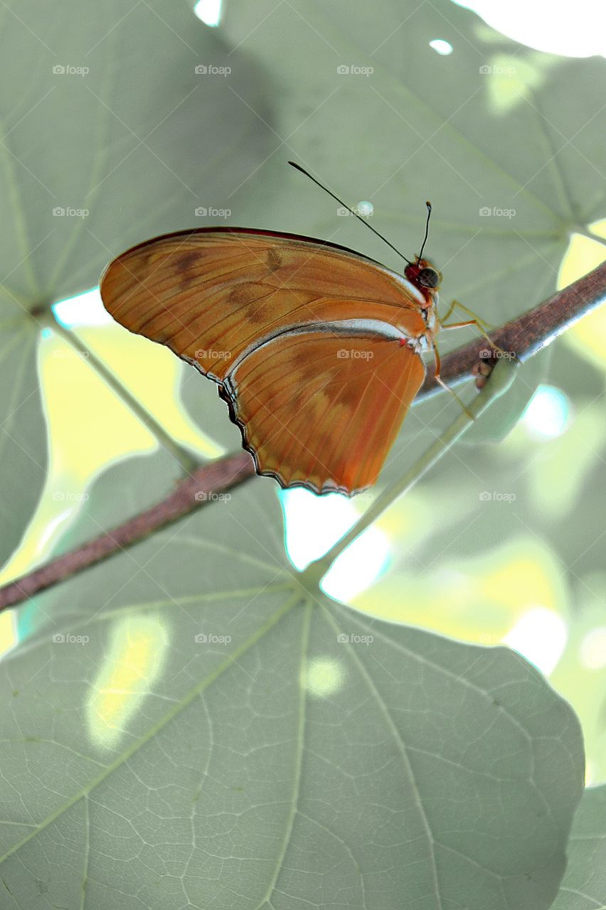 Orange Julia Longwing