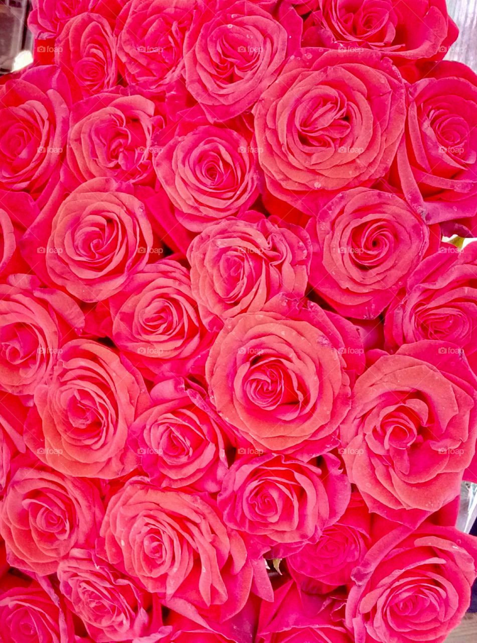 Rose, Bouquet, Petal, Love, Romance