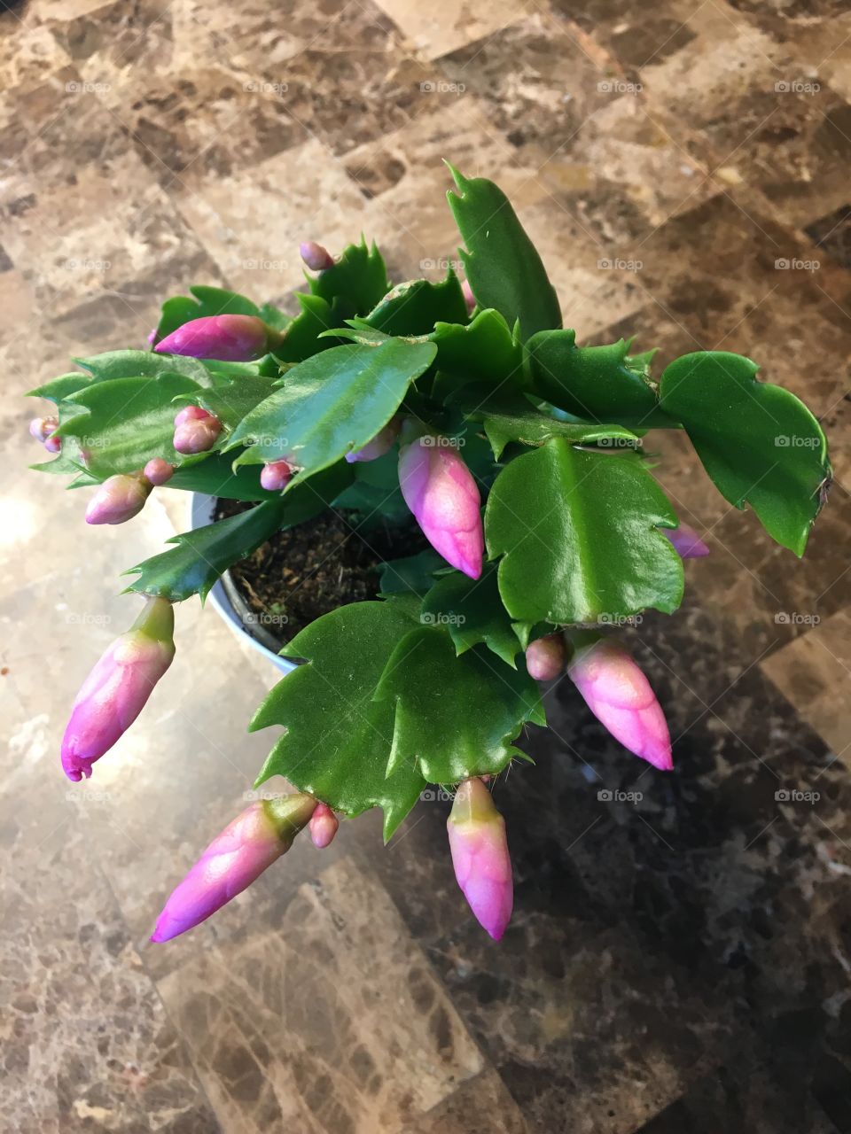 Christmas cactus 