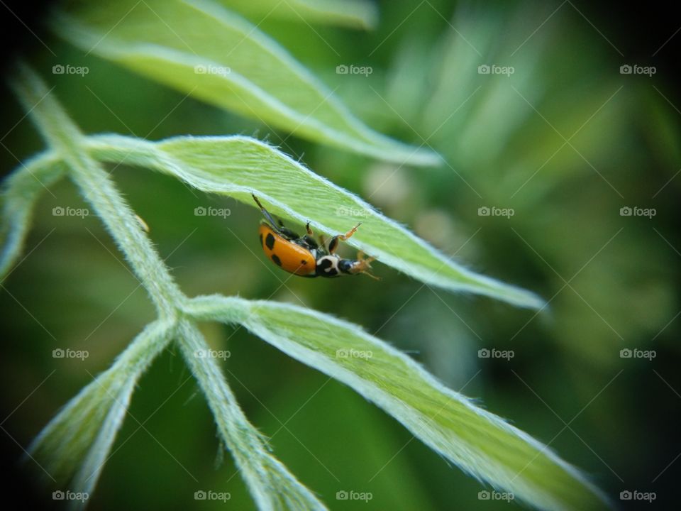 Picture taken with my smartphone and macro lens.