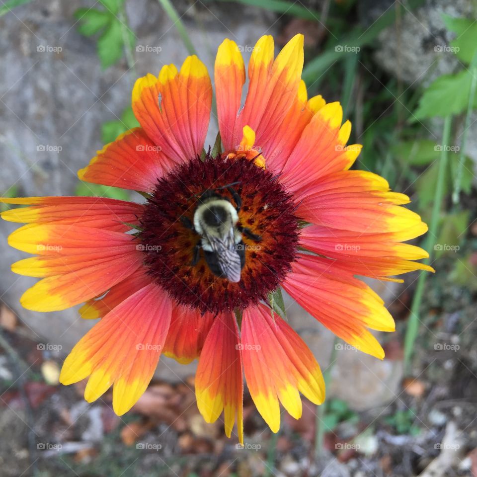 High angle view of bee on flower