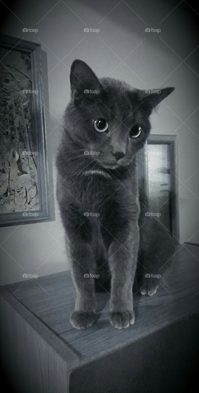 cat shades of grey