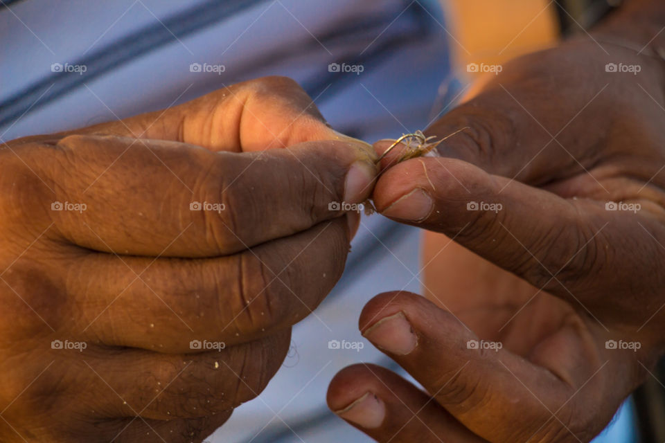 Small shrimps to catch fish