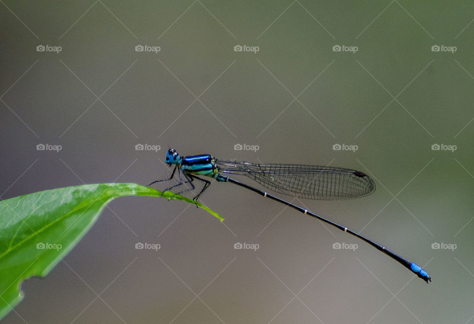 damselfly