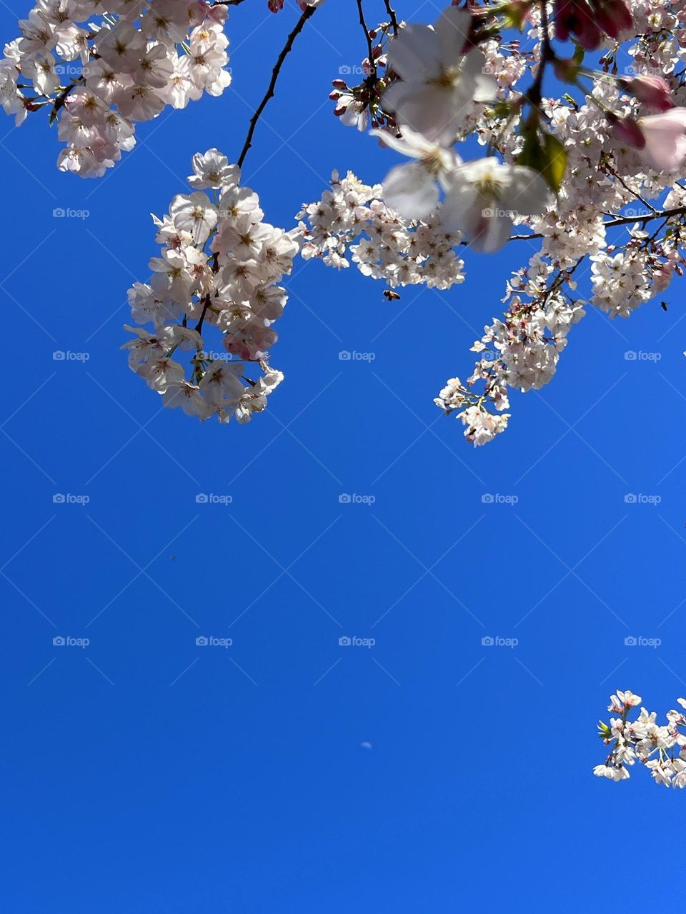 Cherry blossom in full bloom against a blue sky background.