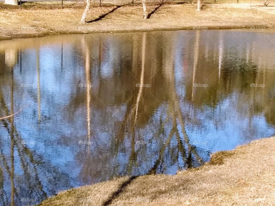 trees reflected in a pond