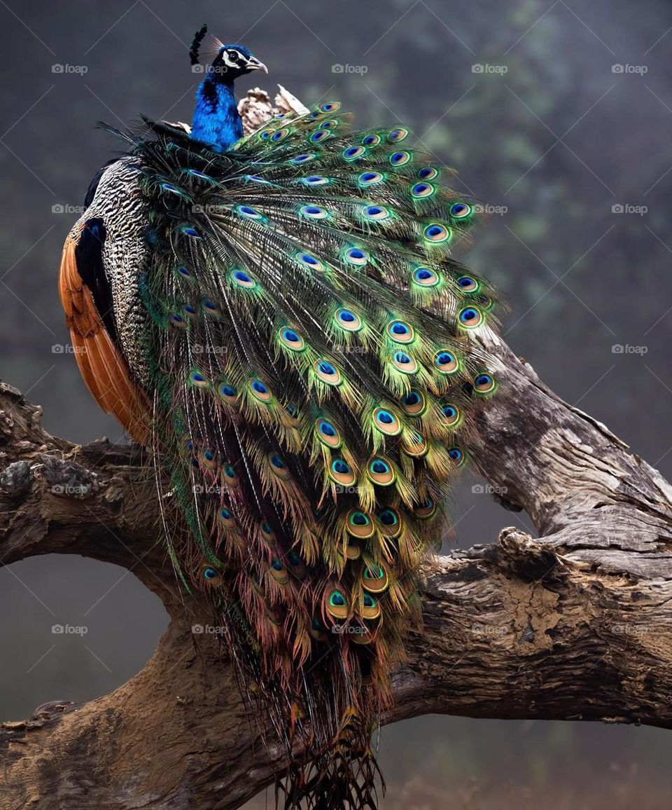 peacock
