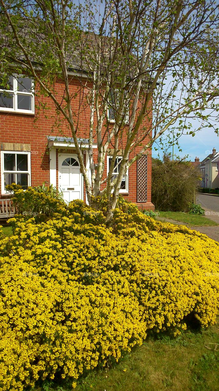 yellow bush. the view of yellow outside my window 