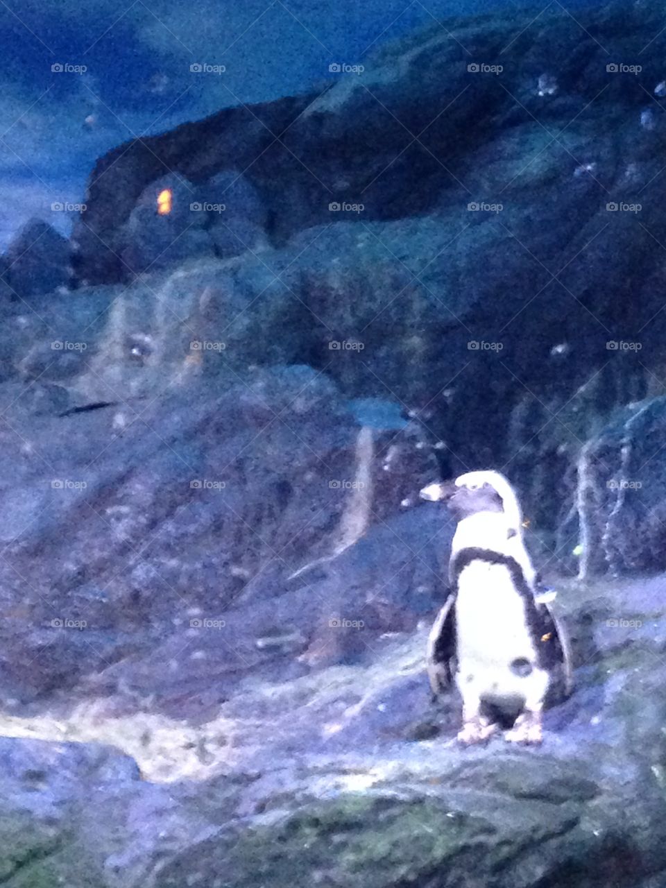 Penguin alone like me but true it's true standing for me