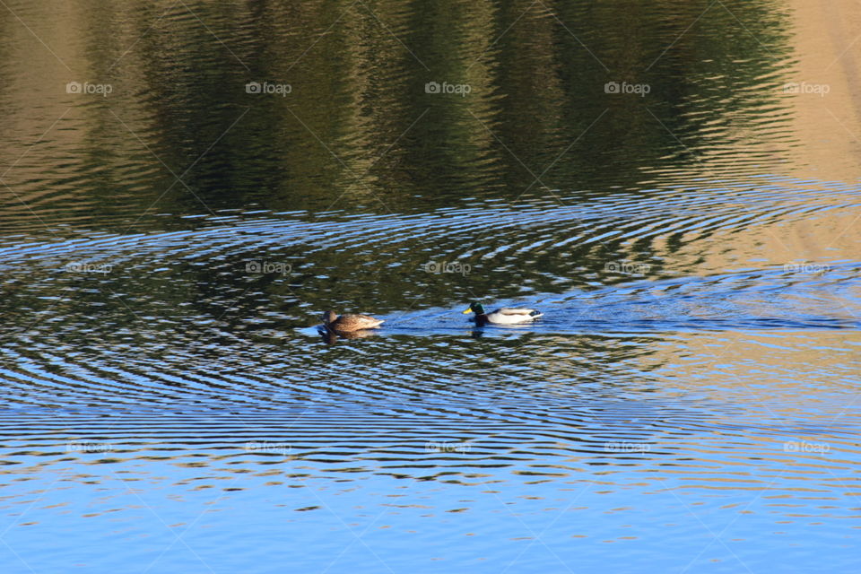 Ducks floating on water