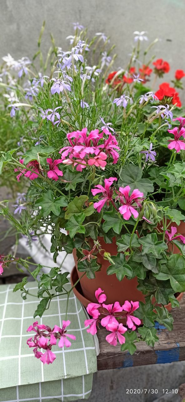 blooming garden