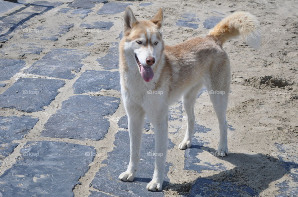 Husky at the beach