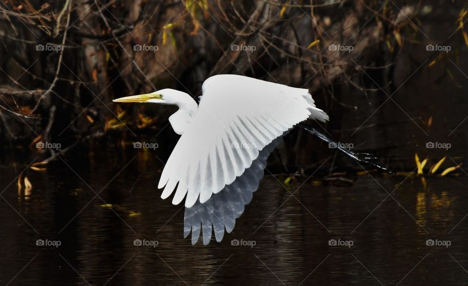 Egret