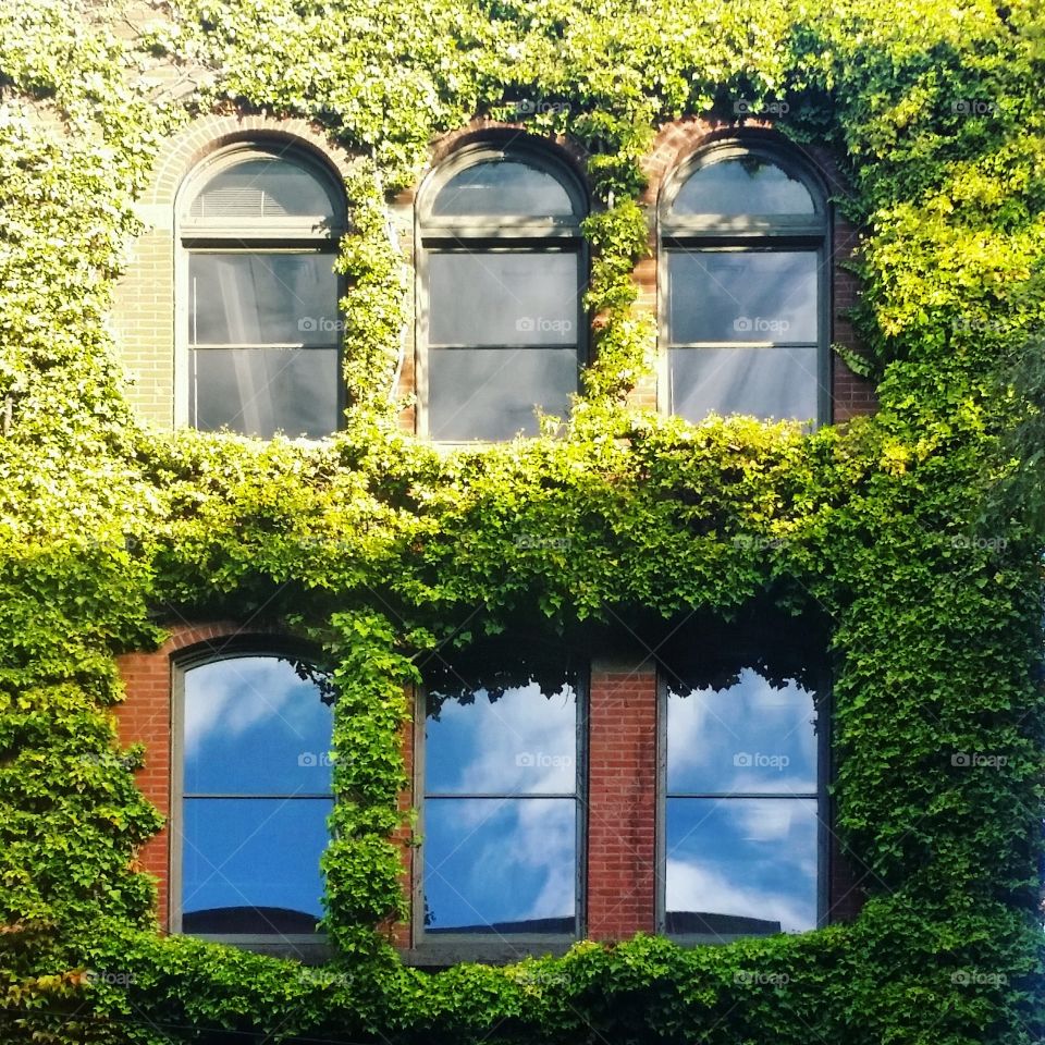 Ivy cover brick facade