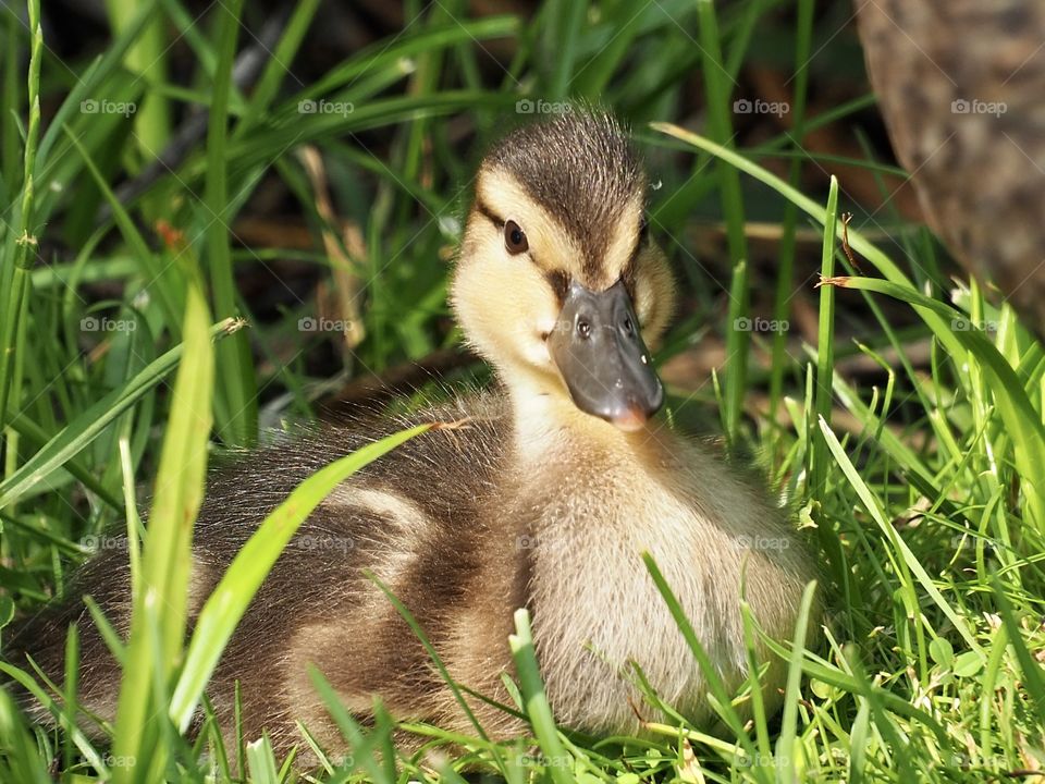 Little duckling