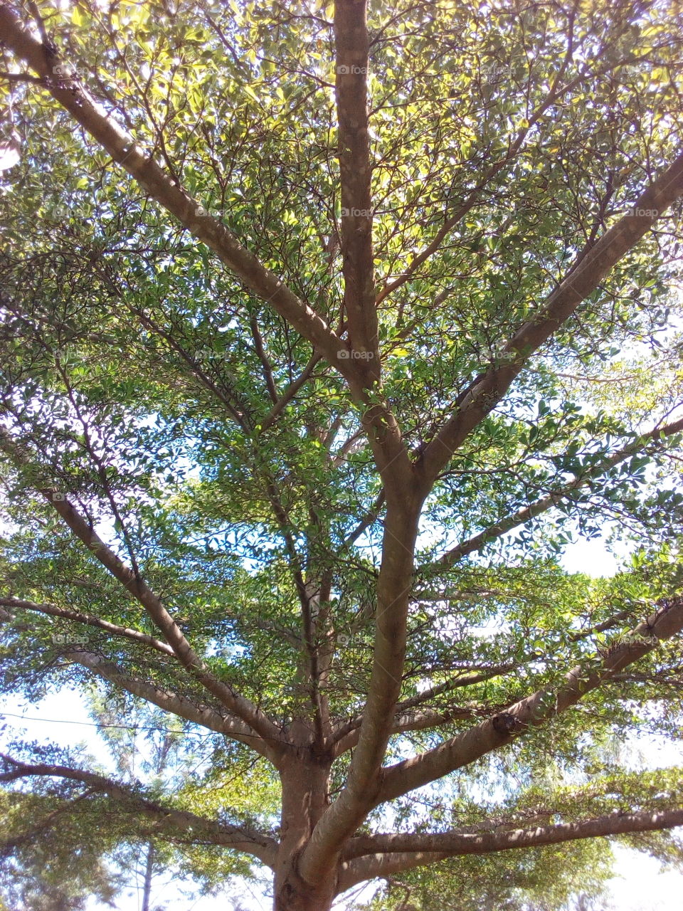 Tree shade