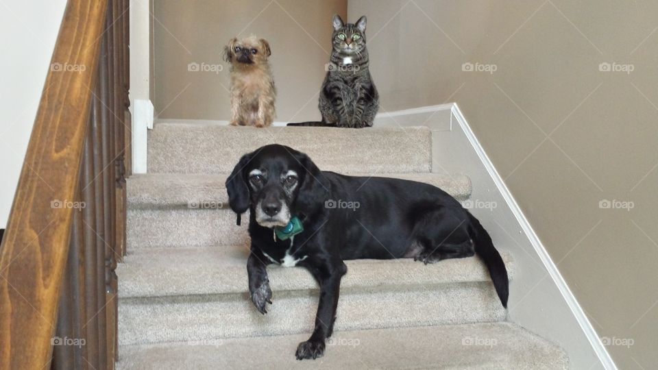 Cat and two dogs