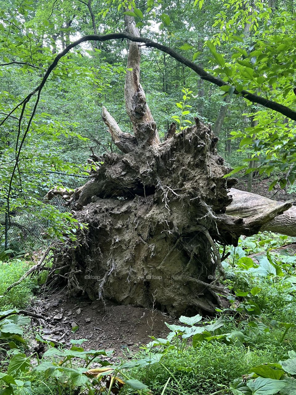 Uprooted tree 